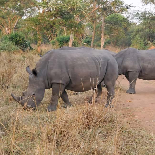 1 day trip to Ziwa Rhino sanctuary - What’s Included and What’s Not