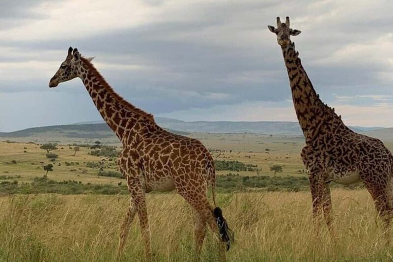 1 Day Tsavo East National Park, Wildlife Safari- Kenya - Who Will Love This Tour?