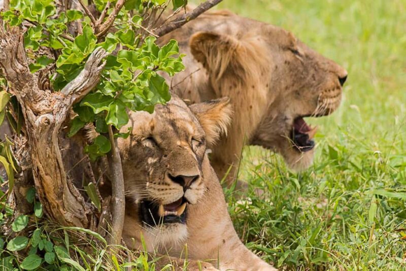 1 Day Tsavo East National Park, Wildlife Safari- Kenya - Final Thoughts: Is This Safari Worth It?