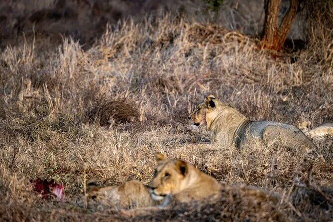 1 Day Tsavo East Safari Discovery of Kenya's Wildlife - Key Points