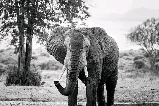 1 Day Tsavo East Safari Discovery of Kenya's Wildlife - Transportation and Comfort