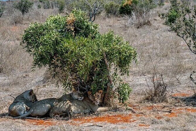 1 Day Tsavo East Safari Discovery of Kenya's Wildlife - Who Would Love This Tour?
