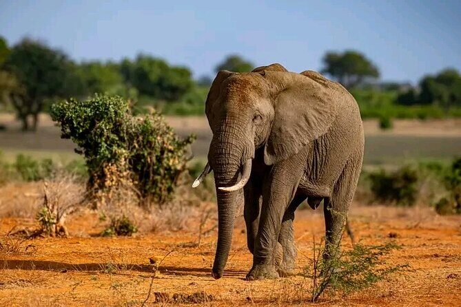 1 Day Tsavo East Safari Discovery of Kenya's Wildlife - The Sum Up
