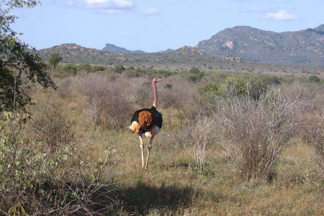 1 Day Tsavo East Safari ( Minimum 2 Pax) - The Itinerary: A Closer Look