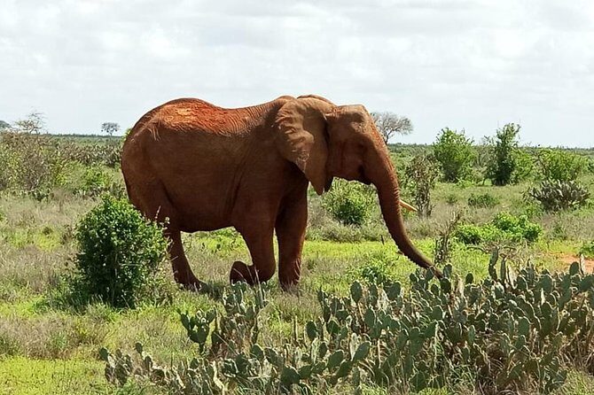 1 Day Tsavo East Safari ( Minimum 2 Pax) - Who Should Consider This Tour?