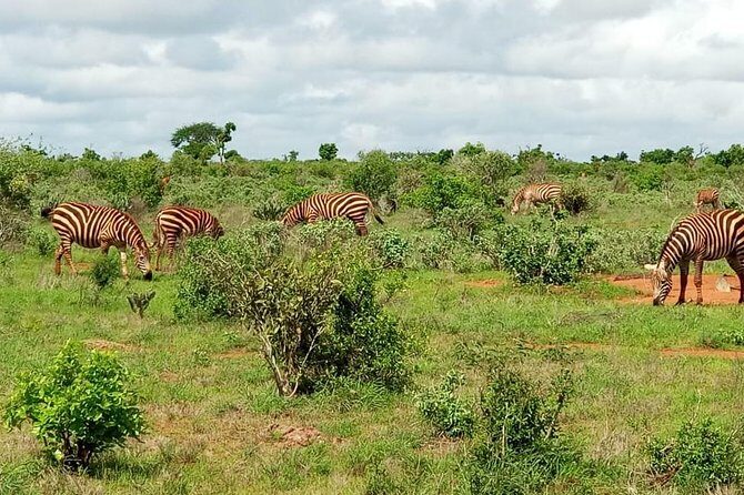 1 Day Tsavo East Safari ( Minimum 2 Pax) - Final Thoughts