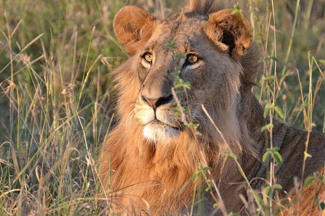 1 Day Tsavo East Safari ( Minimum 2 Pax) - FAQs
