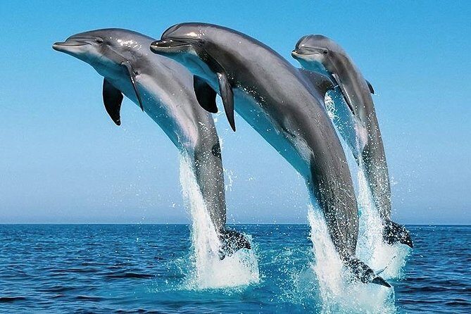 1 Day Wasini Dolphin Tour - A Practical Look at the 1-Day Wasini Dolphin Tour
