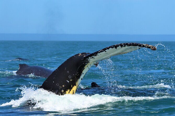 1 Day Whale Watching at Yzerfontein - The Adventure Begins: Arriving in Yzerfontein