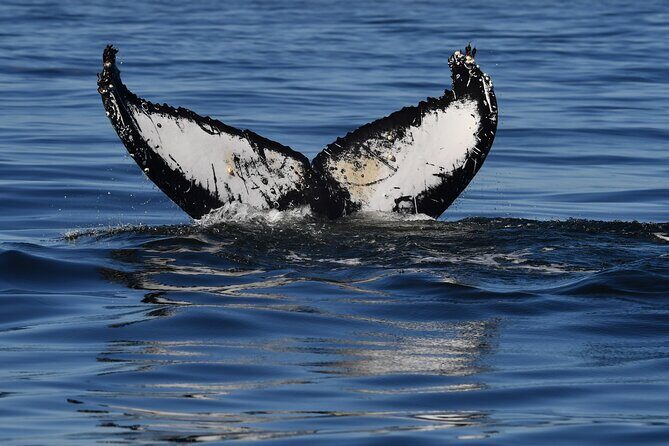 1 Day Whale Watching at Yzerfontein - Lunch and Reflection