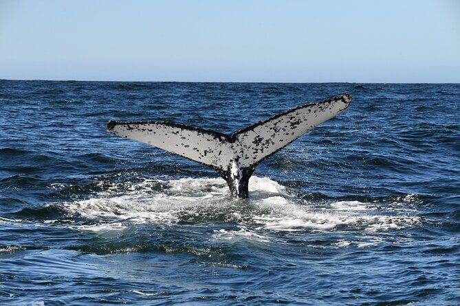 1 Day Whale Watching at Yzerfontein - Cost, Value, and Practical Considerations