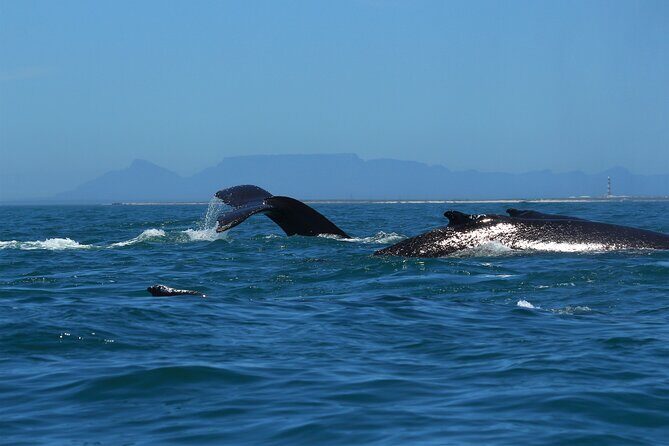 1 Day Whale Watching at Yzerfontein - Who Will Love This Tour?
