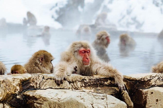 1-Day Winter Tour From Nozawa Onsen: Snow Monkeys, Zenko-ji Temple & Sake - An In-Depth Look at the Tour Experience