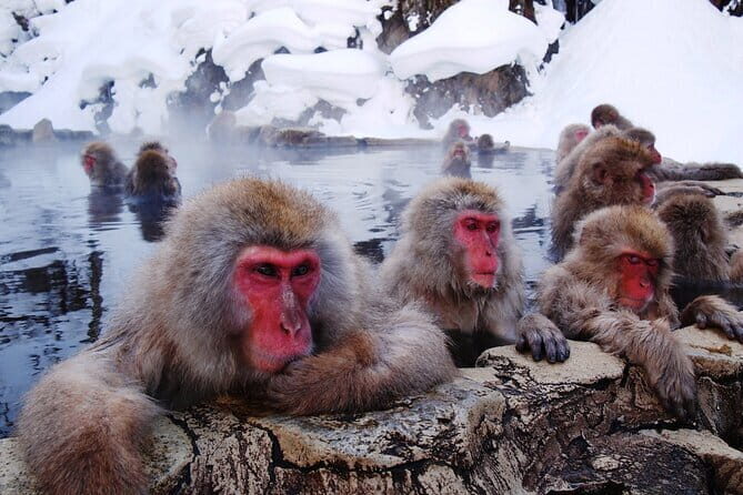1-Day Winter Tour From Nozawa Onsen: Snow Monkeys, Zenko-ji Temple & Sake - Who Should Consider This Tour?