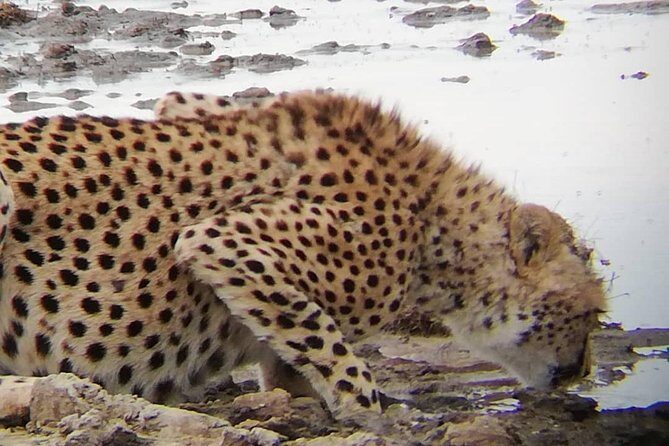 1 Daytrip Amazing to Ngorongoro Crater from Arusha or Moshi - Key Points