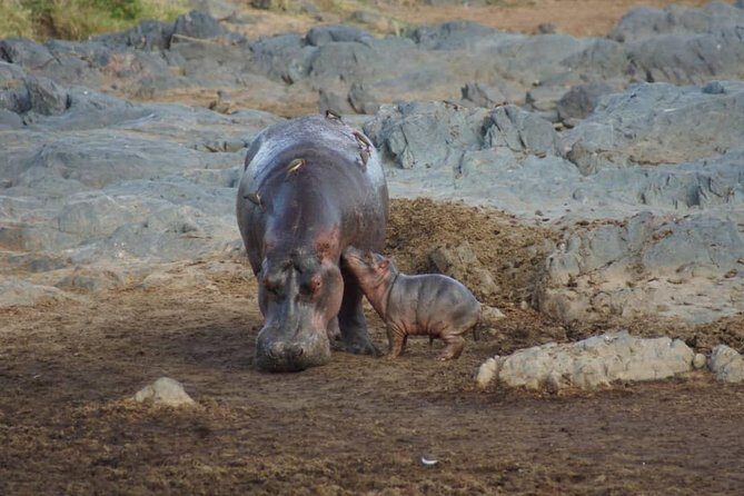 1 Daytrip Amazing to Ngorongoro Crater from Arusha or Moshi - Who Is This Tour Best Suited For?