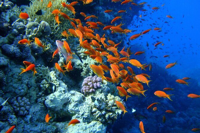 1-Hour Beach Diving Experience with Transfer from Sharm El Sheikh - What to Expect from the Experience