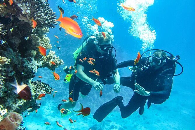 1-Hour Beach Diving Experience with Transfer from Sharm El Sheikh - Pricing and Value