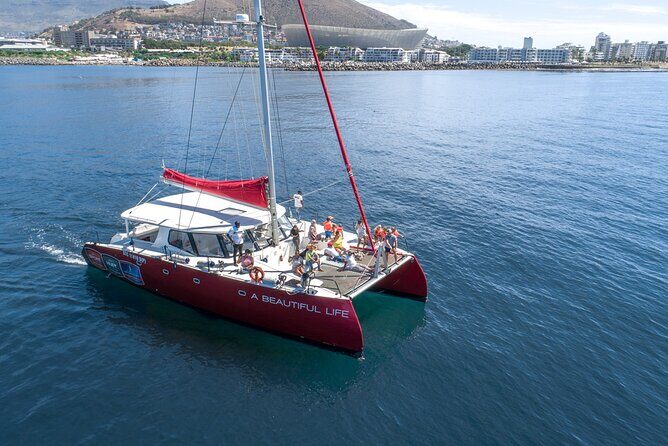1- Hour Catamaran Cruise Cape Town - A Closer Look at the Experience