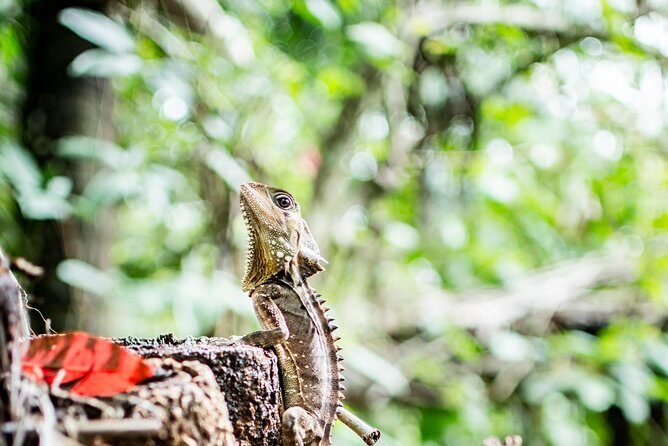 1-Hour Daintree River wildlife cruise - Why This Tour Works Well