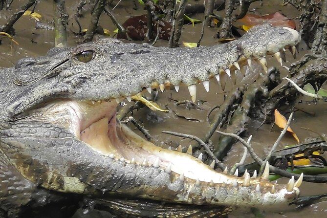 1-Hour Daintree River wildlife cruise - FAQ
