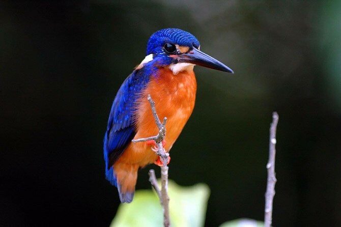 1-Hour Daintree River wildlife cruise - Final Thoughts