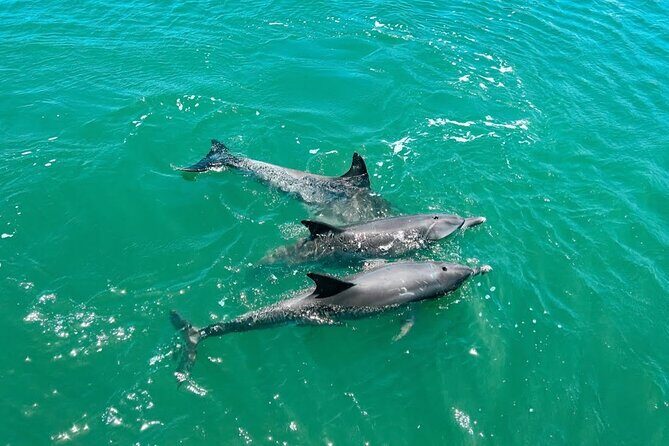 1 Hour Deluxe Scenic Dolphin Cruise - An In-Depth Look at the 1 Hour Deluxe Scenic Dolphin Cruise