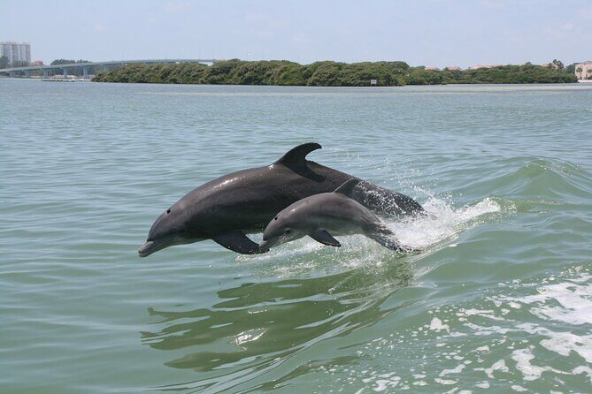 1-hour Dolphin Sightseeing Adventure Cruise from Madeira Beach - What to Expect During the Tour