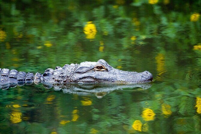 1-Hour Evening Airboat Ride - Introduction