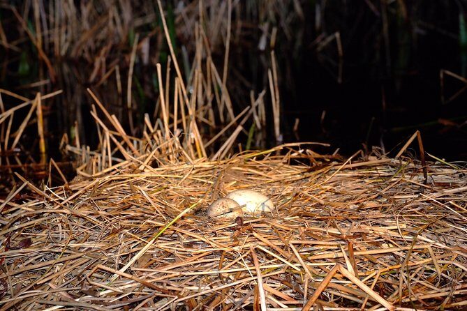 1-Hour Evening Airboat Ride - Key Points