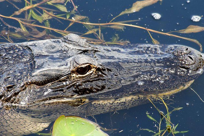 1 Hour Everglades Airboat Tour Central Florida - Who Should Consider This Tour?