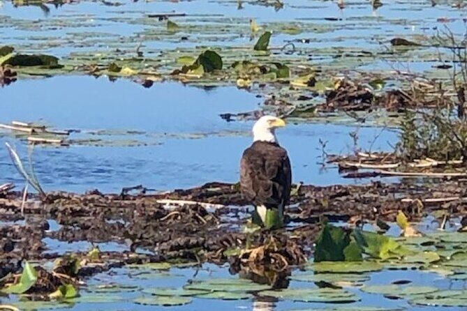 1 Hour Everglades Airboat Tour Central Florida - Practical Tips for Travelers