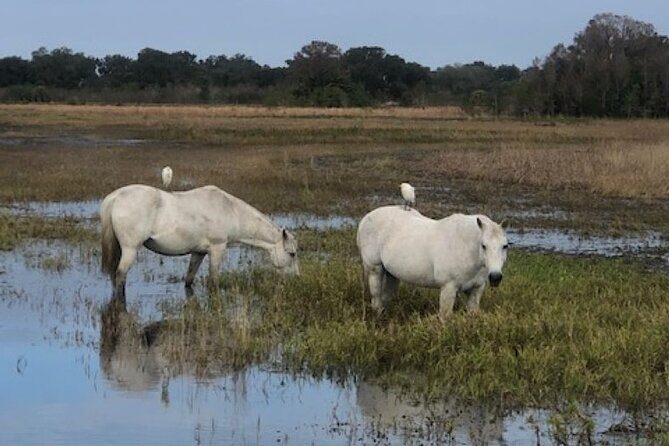 1 Hour Everglades Airboat Tour Central Florida - FAQ