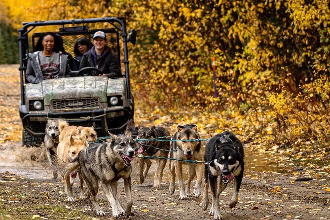 1 Hour Fall Sled Dog Experience in Two Rivers - Key Points