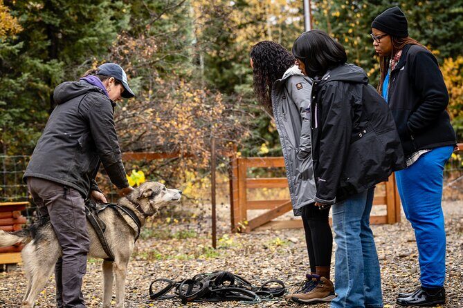 1 Hour Fall Sled Dog Experience in Two Rivers - Setting the Scene: What the Tour is About