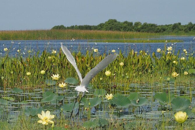 1 Hour Florida Everglades Wildlife Tour - What to Expect During the Tour