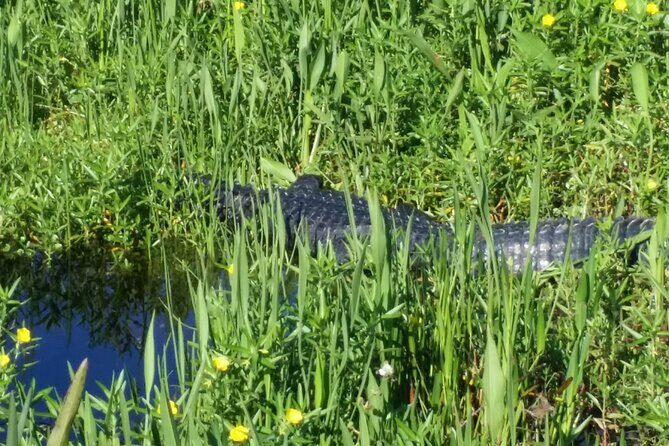 1 Hour Florida Everglades Wildlife Tour - What Do Travelers Say?