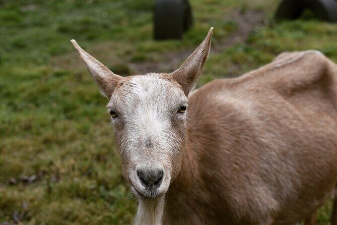 1 Hour Guided Farm Tour in the Adirondacks - The Sum Up