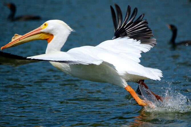 1 Hour Historical Wildlife Tour of The Famous Chain of Lakes - The Experience in Action: What Travelers Say
