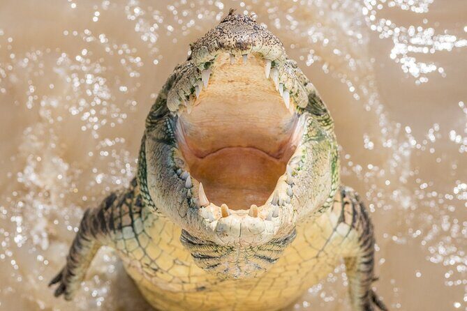 1 Hour Jumping Crocodile Cruise on the Adelaide River - Final Thoughts