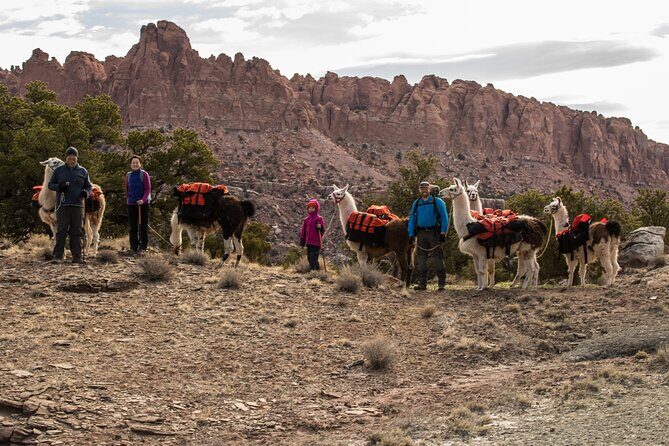 1-Hour Llama Hike Family Friendly and Fun - An Intimate Introduction to Capitol Reef’s Water-pocket Fold