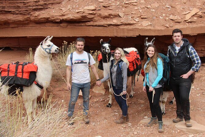 1-Hour Llama Hike Family Friendly and Fun - How It Compares to Other Experiences