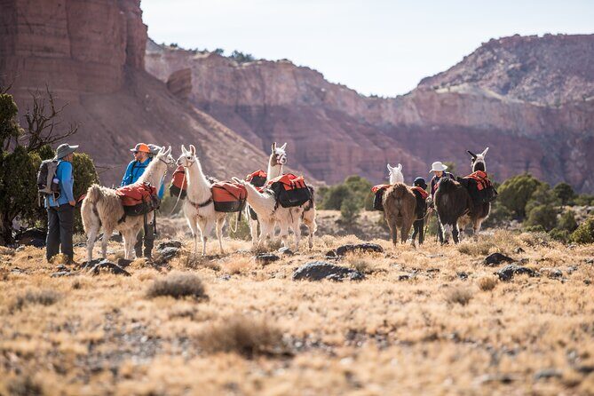 1-Hour Llama Hike Family Friendly and Fun - Practical Details