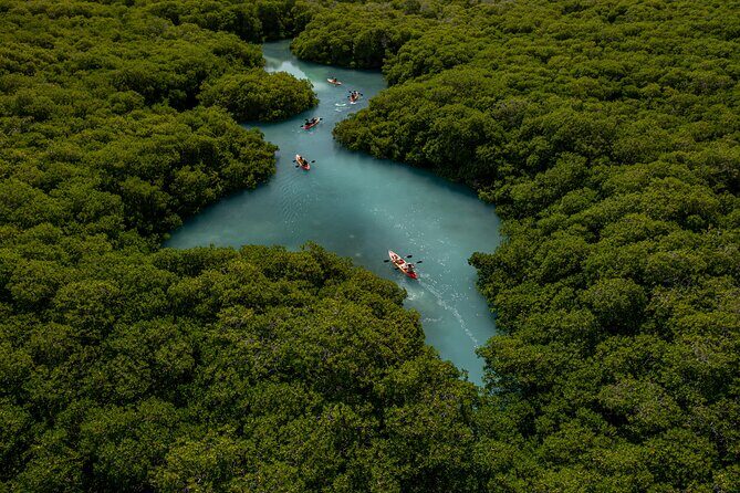 1 Hour Mangrove Kayak Tour - Key Points