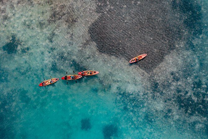 1 Hour Mangrove Kayak Tour - Authentic Experiences and Real-World Feedback