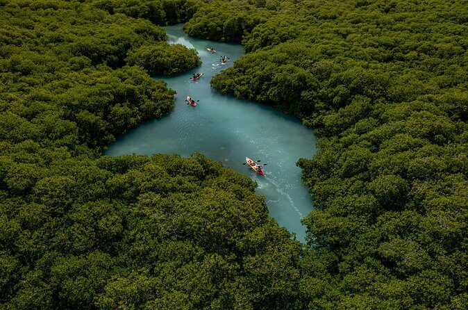 1 Hour Mangrove Kayak Tour - Is This Tour Worth It?