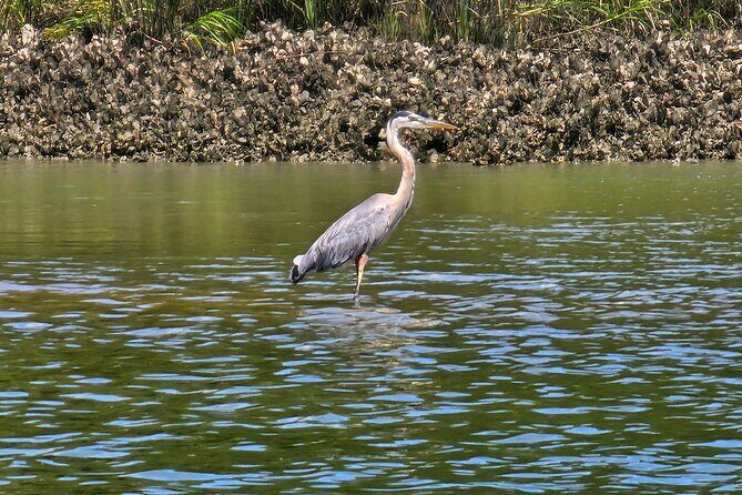 1 Hour Private Dolphin and Nature Tour - Why This Tour Offers Good Value