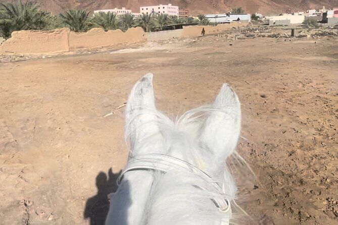 1 Hour Private Horse Riding in Madinah - Key Points