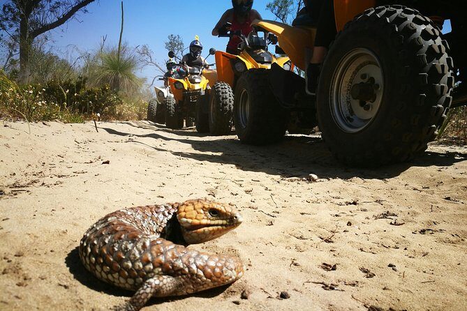 1 Hour Quad Bike Tours, only 30 minutes from Perth - FAQ