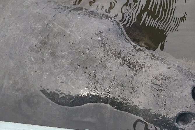 1-Hour Single Kayak Rental with Manatee & Dolphin sightings - Exploring the 1-Hour Kayak Rental in Cocoa Beach: A Genuine Wildlife Encounter